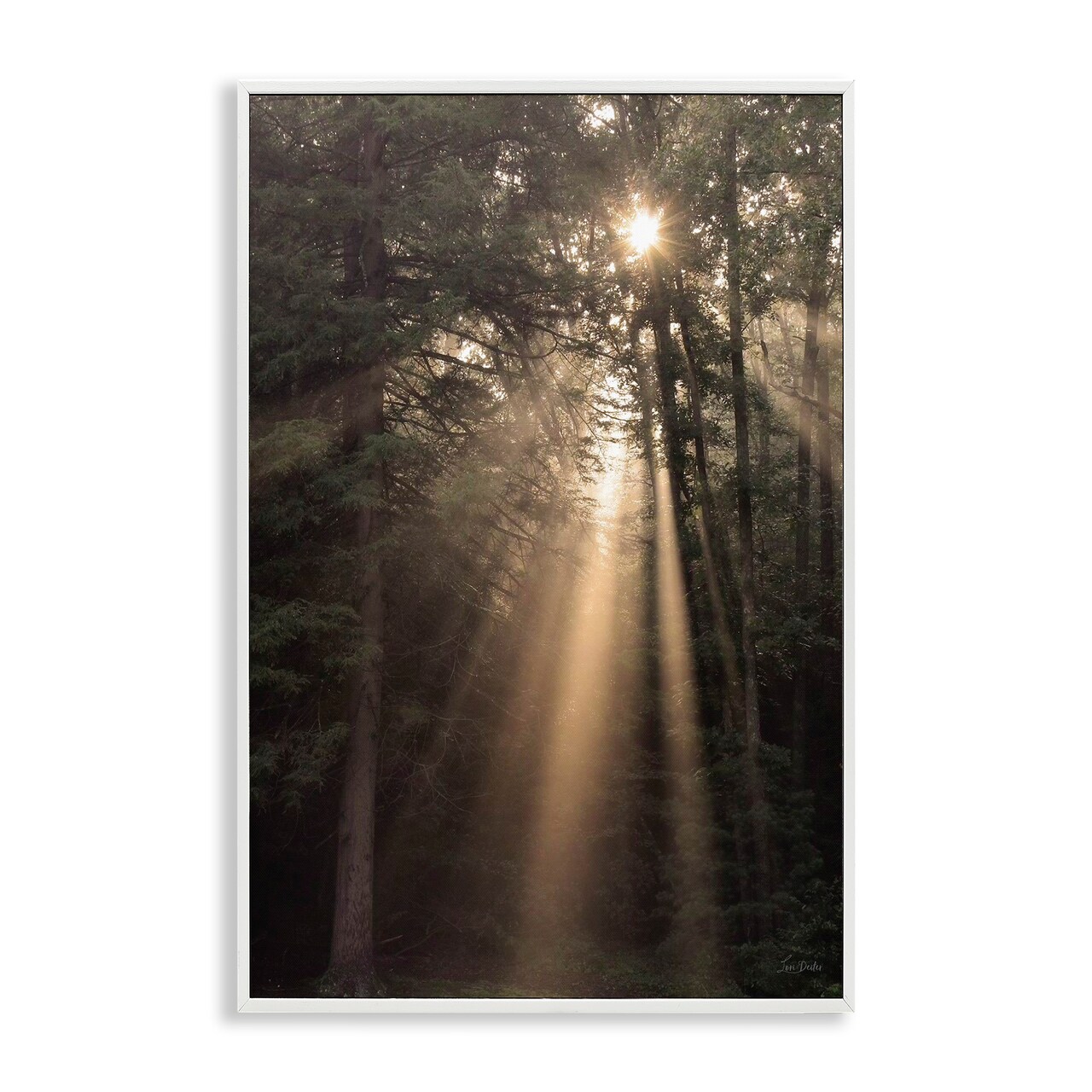 Stupell Industries Sunlight Through Tree Canopy Framed Giclee Wall Art Design by Lori Deiter